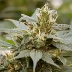 Jah Kush Marijuana Strain