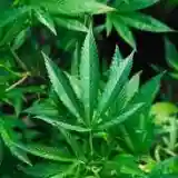 Jamaican marijuana