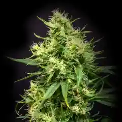 Juanita La Lagrimosa Marijuana Strain
