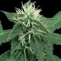 K Train marijuana