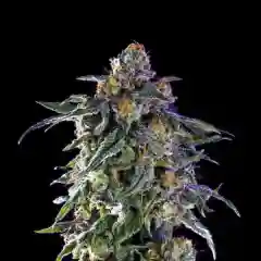 Ken's OG - Ken's Kush Marijuana Strain
