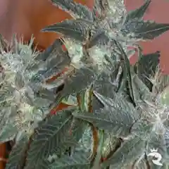 Khola Marijuana Strain