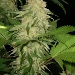 Killer Queen Marijuana Strain