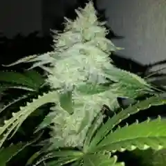 Kosher Kush - Kosher OG Marijuana Strain