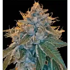 Kosher Kush - Kosher OG marijuana