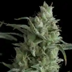 Kryptonite marijuana