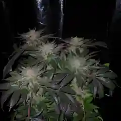 Kushberry marijuana
