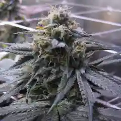 Kushberry Marijuana Strain