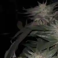 Kushberry marijuana