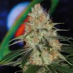 LA Woman Marijuana Strain