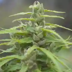 Laos marijuana