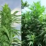 Laos Marijuana Strain