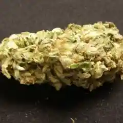 Lemon Drop Marijuana Strain