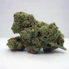 Lemon Haze Marijuana Strain