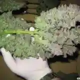 Lemon OG Marijuana Strain