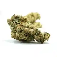 Lemon Sativa marijuana