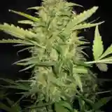 Lemon Skunk Marijuana Strain