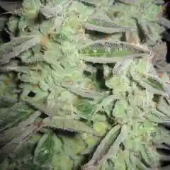 Lemon Thai Marijuana Strain