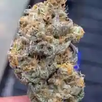Lilac Diesel Marijuana Strain