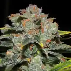 Lime Green Skunk marijuana