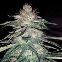 Lost Coast OG Marijuana Strain