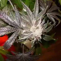 LVPK Marijuana Strain
