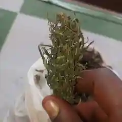 Hawaiian Sativa marijuana
