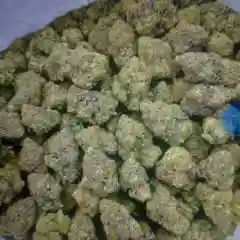 Green Crack marijuana