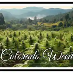 Sweet Afghan - Sweet Afghani Marijuana Strain
