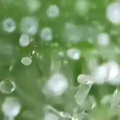White Widow marijuana