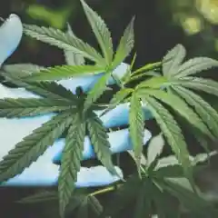 Aurora Indica mairjuana