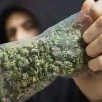 Abusive OG Kush marijuana