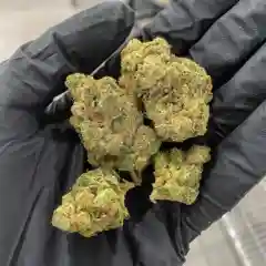 Brainstorm Haze mairjuana