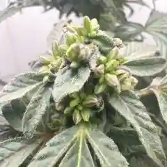 Apple Fritter marijuana