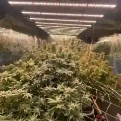 Abusive OG Kush marijuana