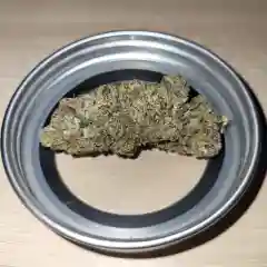 AK-47 Marijuana Strain