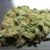 Madagascar Marijuana Strain