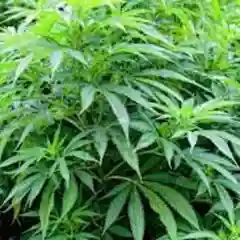 Madagascar marijuana