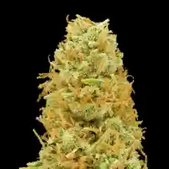 Mango Haze Marijuana Strain