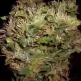 Maple Leaf Marijuana Strain