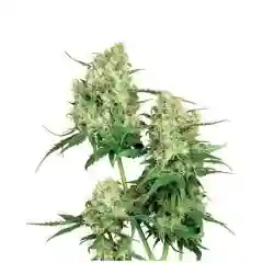 Maple Leaf marijuana