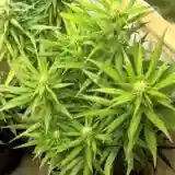 Marley's Collie Marijuana Strain