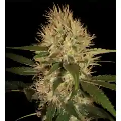Martian Mean Green Marijuana Strain