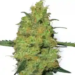 Master Kush - High Rise - Grandmaster Kush Marijuana Strain