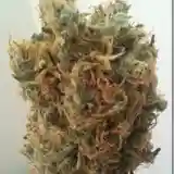 Matsu Marijuana Strain