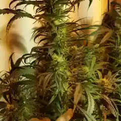 Matsu marijuana