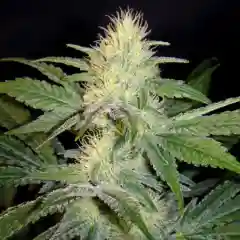 Mexican Sativa Marijuana Strain