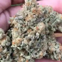 Mimosa Marijuana Strain