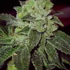 MK Ultra Marijuana Strain