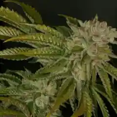 MK Ultra marijuana